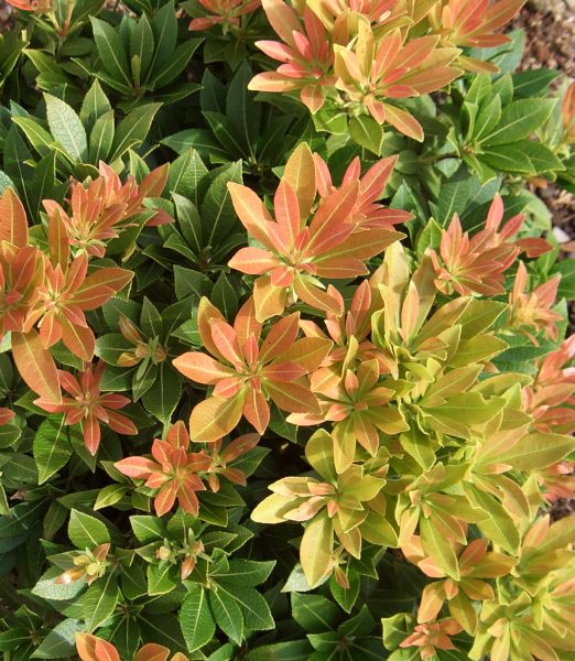 Pieris japonica 'Sarabande'